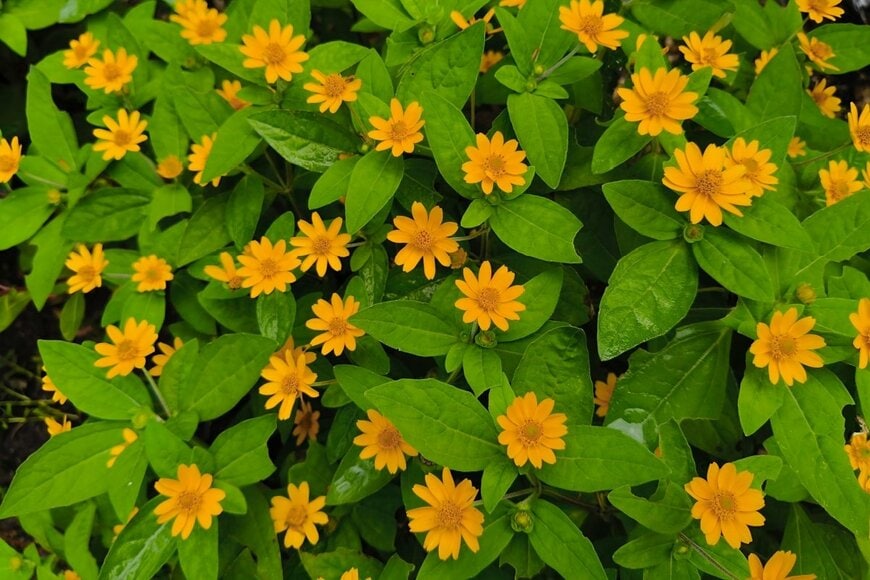 黄色い花を咲かせている、メランポジウム