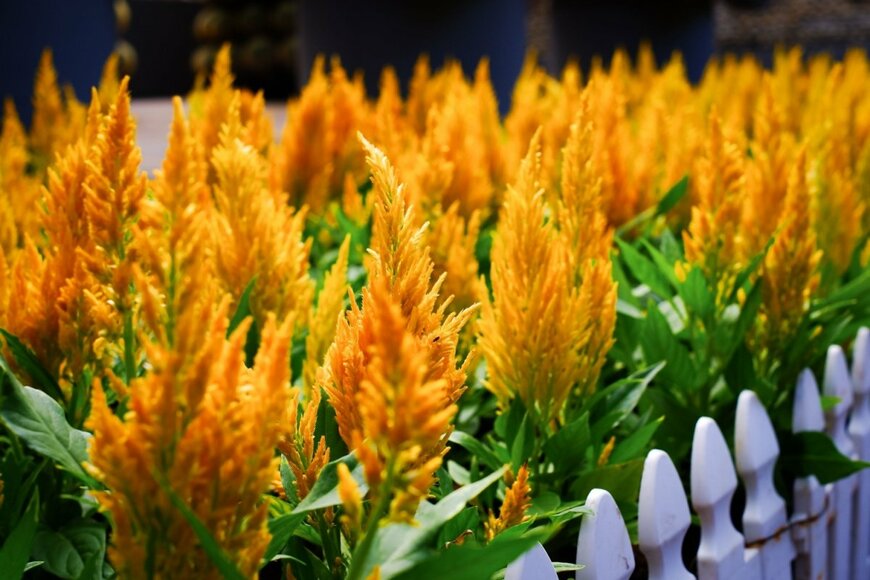 オレンジ色の花を咲かせている、ケイトウ