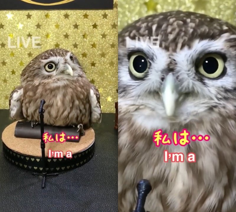 投稿動画のワンシーン