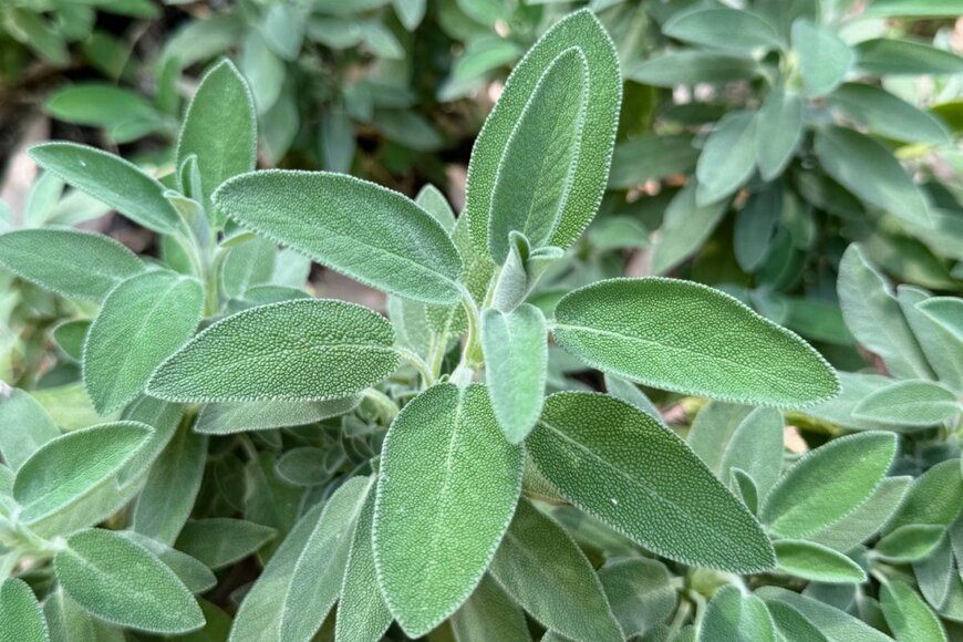 白みがかった葉のセージ