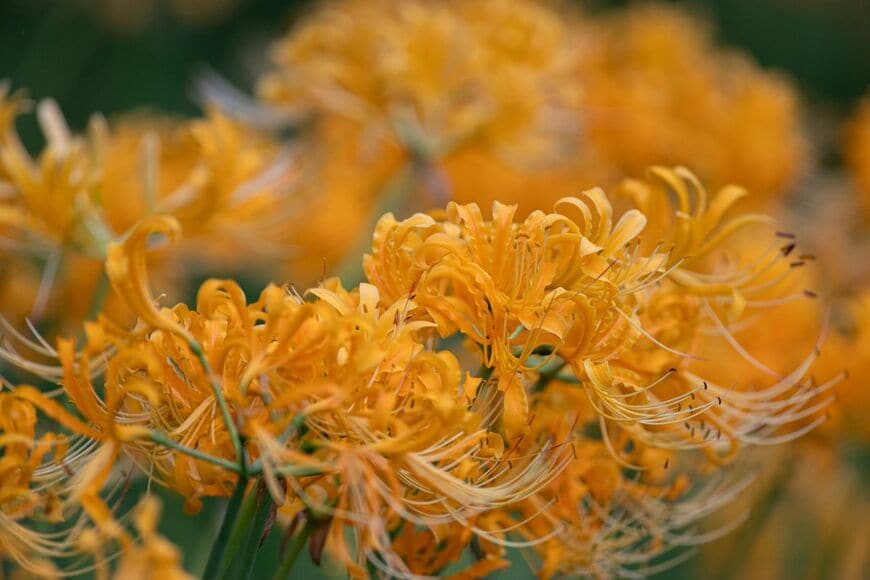 放射状に咲く艶やかな花が魅力の「リコリス」