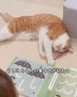 【逆に天才】気合い十分な猫！なのに必ずターゲットを見失う…鈍くさいが真剣な姿が可愛すぎた！