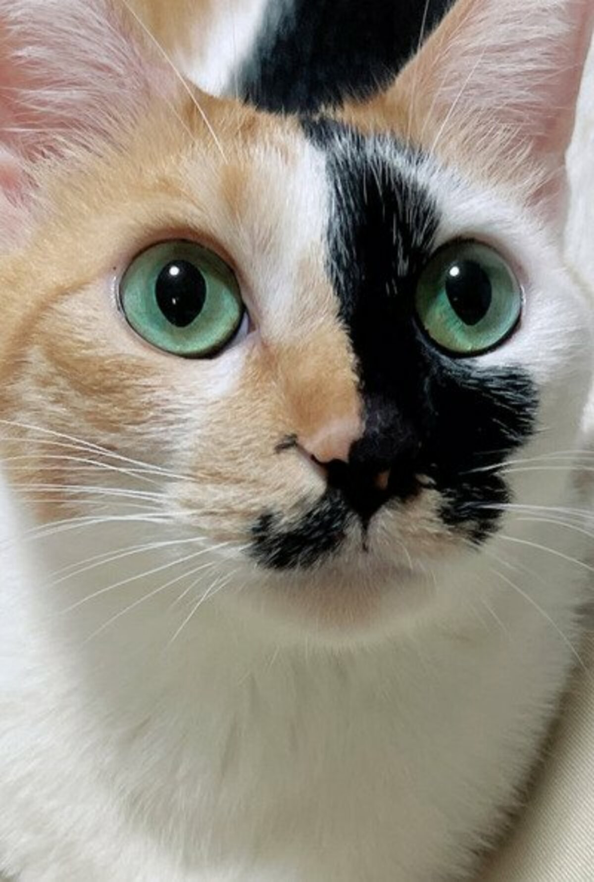 元保護猫ちゃん】幸せそうな甘えんぼ姿に癒される…キラキラの美しい瞳