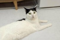 猫に甲高い声で話しかけてみたら…　「まさかのリアクション」に思わず笑ってしまう