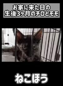 【保護猫ビフォーアフター】 生後3カ月で引き取られた元保護猫の2匹　6年後の〈貫禄たっぷり〉な姿に反響続々