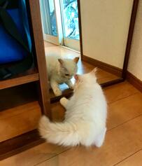 【癒し】鏡の中の自分にイカ耳でシャーする子猫ちゃん！一生懸命立ち上がる様子も可愛すぎる