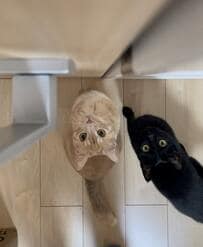 「ここは通さないニャ！」ドアノブガードで飼い主さんの”お出かけを阻止”する猫ちゃん