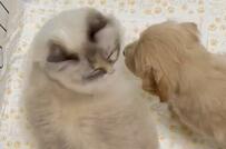 産まれて間もない犬と不器用ながら優しい姉猫　癒しの光景が話題