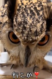 フクロウさんに「行こか」と誘ってみたら…「ほう～」とお返事する様子に視聴者もほっこり…「会話してる」「いいお返事」