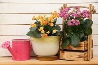 小さめ植木鉢でも育てやすい花厳選3種で《室内ガーデニング》春の出窓や棚の上がおしゃれに！