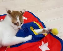 猫ちゃん、おもちゃを持ってきて…「遊んでほしい」の訴えが可愛すぎる！