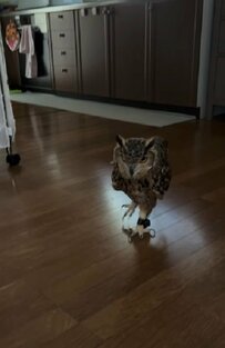 【上手に歩くフクロウ】何か見つけた？鳴きながら歩く様子に癒される！