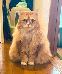 「なんだか見覚えのある形…」おすわりする猫ちゃんの既視感の正体に思わずクスッ