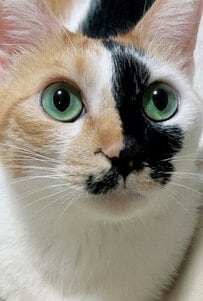 【元保護猫ちゃん】幸せそうな甘えんぼ姿に癒される…キラキラの美しい瞳にも注目