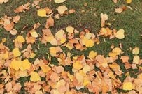 2歳の娘と外出した母親　滞在時間が1.5倍になった「道端の芸術作品」が話題に