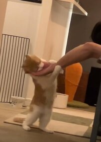 飼い主さんの腕にカプッ！と甘噛みする猫ちゃんが話題「かまってアピール」に癒される人続出