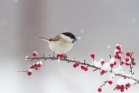 「60歳～90歳以上」みんなの年金、厚生年金と国民年金で平均額はいくら違う？国民年金の満額はいくら？