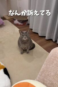 「うにゃぁあん」飼い主さんに何かを訴える姿がかわいい猫ちゃん