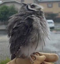 【膨らむフクロウ】雨浴び好きなフクロウさんが雨を見て喜ぶ姿がかわいい！「ぷくーーーー」膨らんだ後は…？