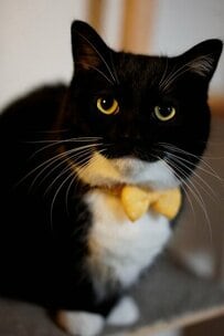 【←大好物のチキンがなかった猫ちゃん チキンを食べた後の猫ちゃん→】表情の違いに思わず笑ってしまう