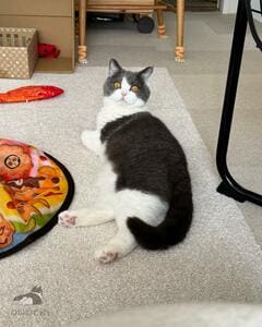 泣いている飼い主→その様子を見た猫が…“まさかのリアクション”に笑ってしまう