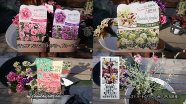 ペチュニア寄せ植え】ペチュニア、ゼラニウム、マーブル