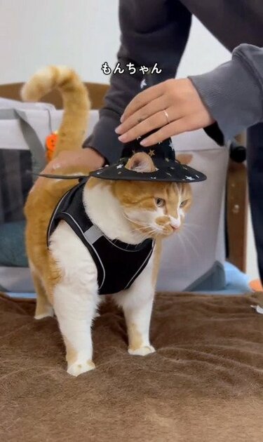 すべてが可愛い！！」猫ちゃんの魔法使い姿、みんなメロメロになって