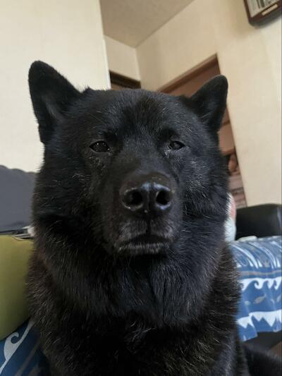 犬とは思えないほどの貫禄