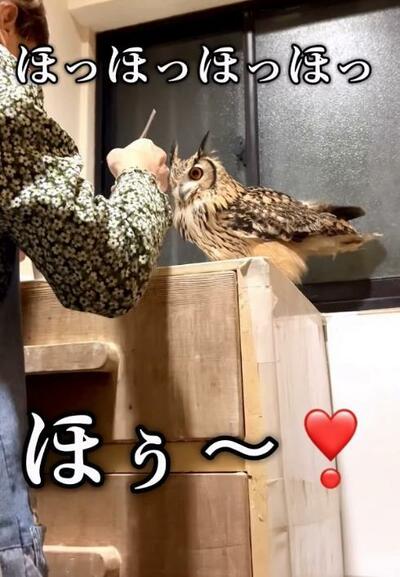 投稿動画のワンシーン