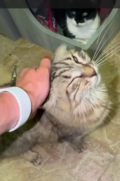 撮影中にひょっこり顔を出し、愛らしい表情を見せる保護猫フィドラー