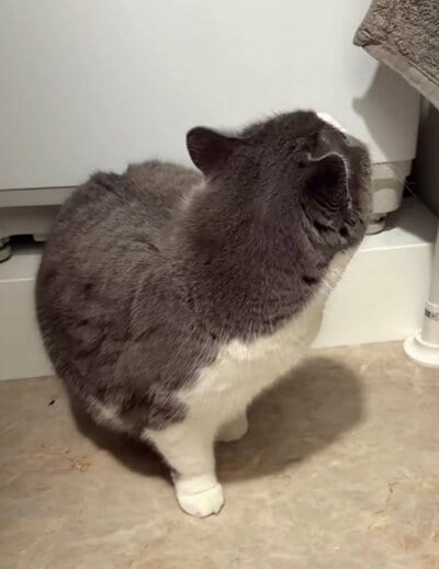 サイズ感のギャップがすごい!