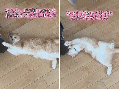 なんと…爪が取れない！