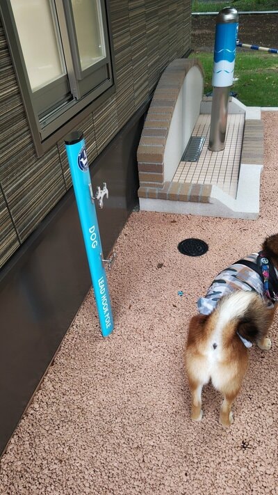 トイレに近づこうとするワンちゃん