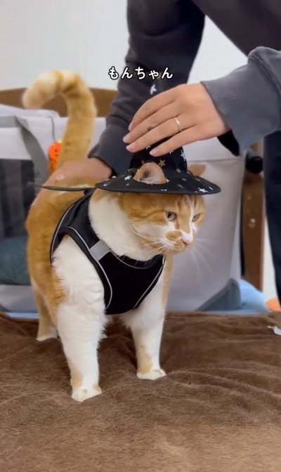 投稿の画像