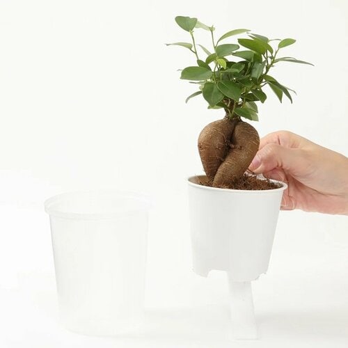 底面給水鉢の観葉植物・3号（ガジュマル・パキラ）
