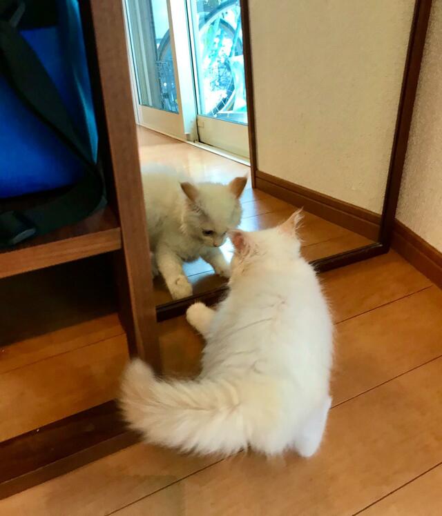 【癒し】鏡の中の自分にイカ耳でシャーする子猫ちゃん！一生懸命立ち上がる様子も可愛すぎる