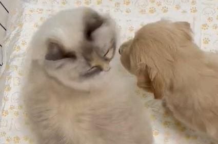 産まれて間もない犬と不器用ながら優しい姉猫　癒しの光景が話題