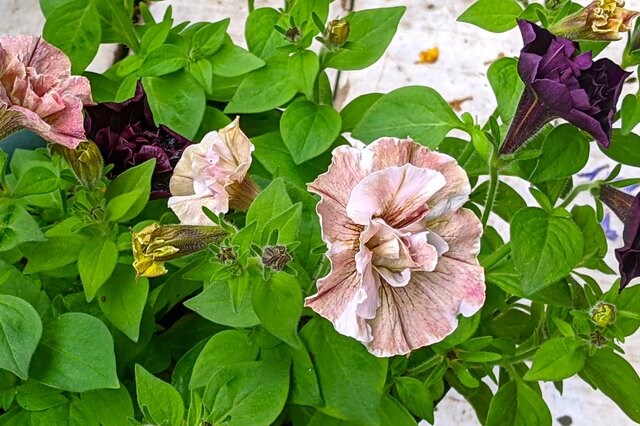 梅雨の今がベストシーズン【挿し芽】実践レポート！秋まで花を楽しめる〈ペチュニア〉を「切り戻し」＆「挿し芽」でさらに楽しむ方法