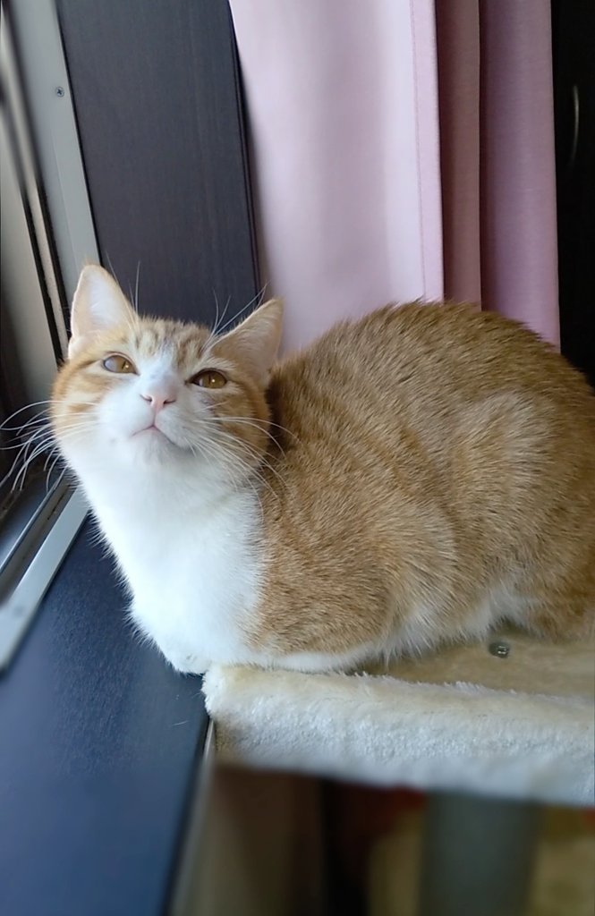 にっこり顔の猫