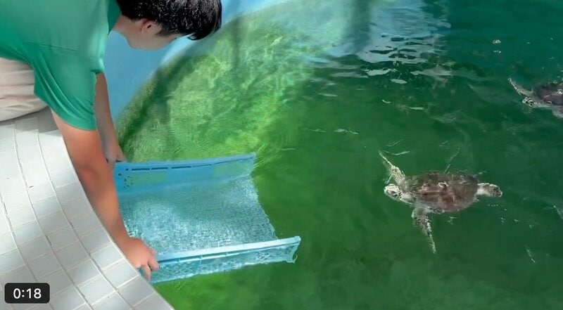 自主的に続々と「回収されるウミガメ」がかわいい 3匹が「吸い込まれていく光景」に癒される