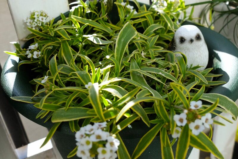 セリア、ミニチュアオブジェ小鳥シマエナガ筆者撮影写真