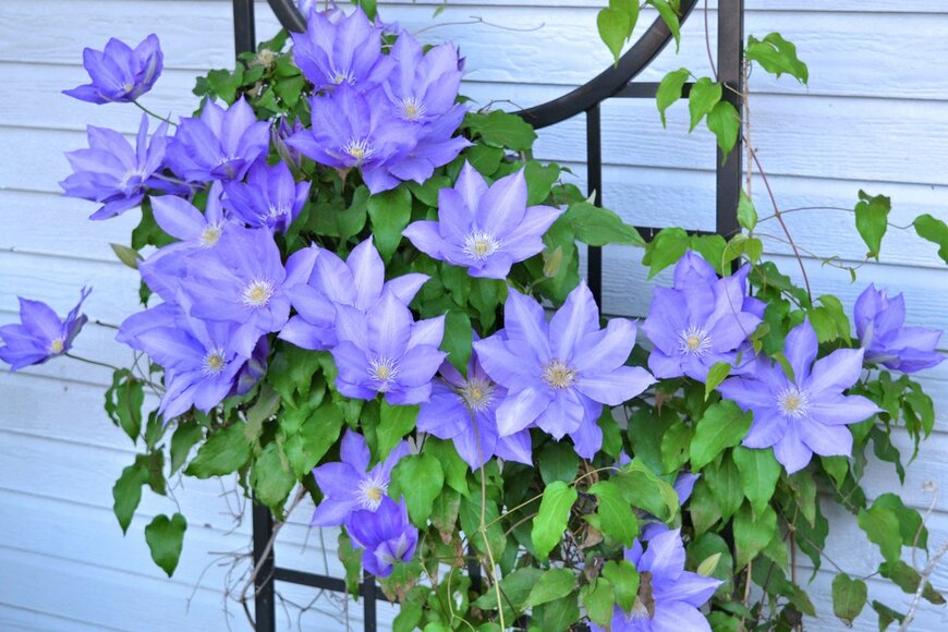 MaryAnne Campbell/Shutterstock.com