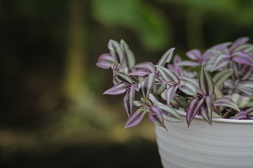 jamaludinyusuppp/Shutterstock.com