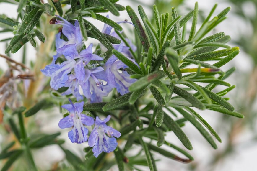 LifeCollectionPhotography/shutterstock.com