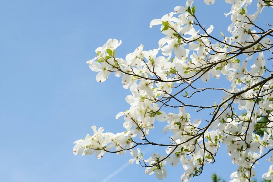 Virunja/shutterstock.com