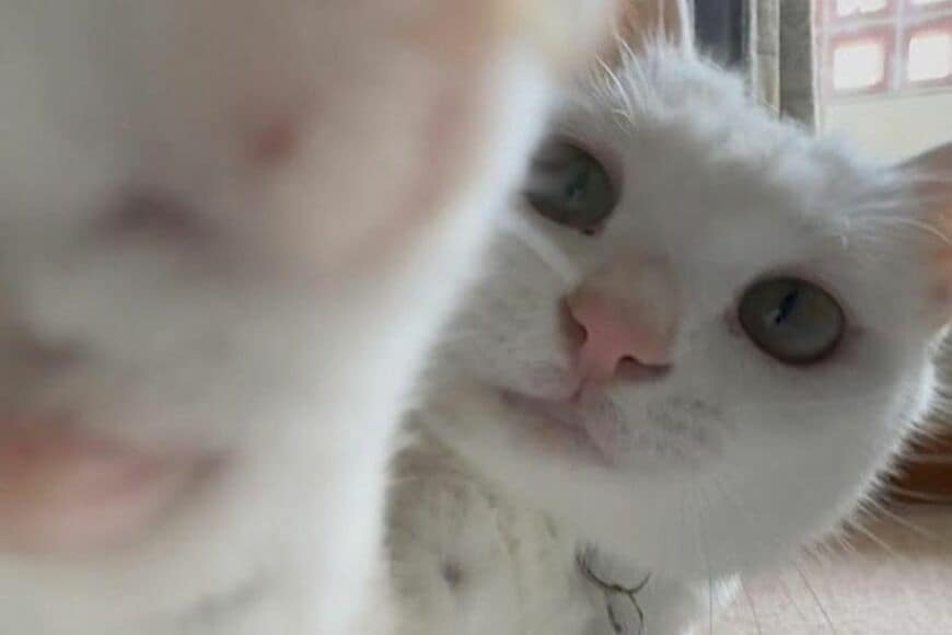 パリピすぎる猫のポーズが話題に　ハイテンションな様子に「合成！？かと思いました」