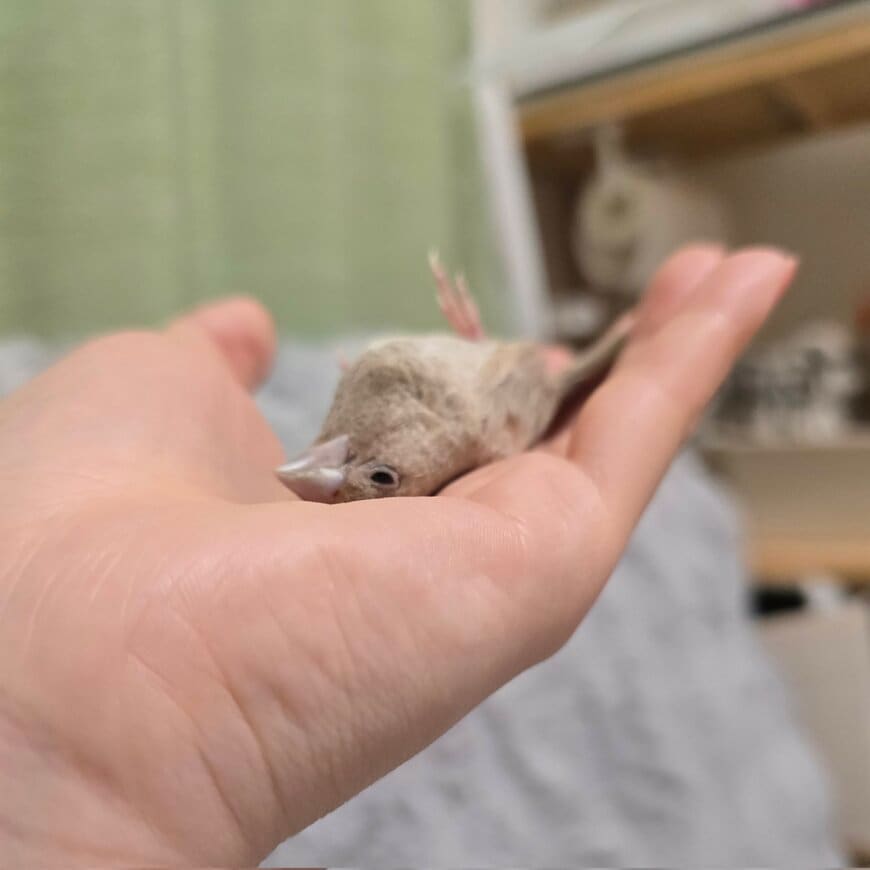 出所：@sanbusho_cafe