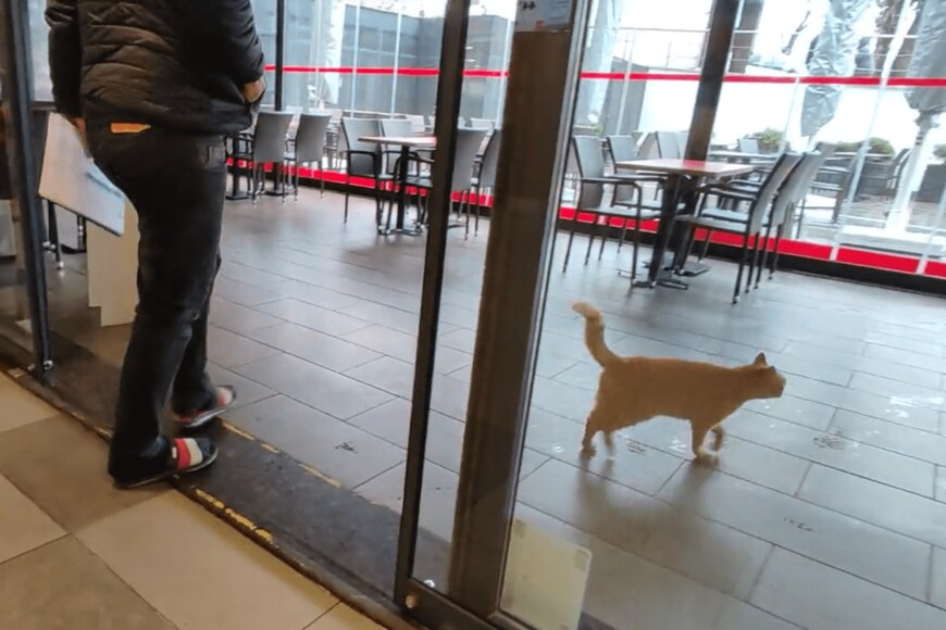 出所：@nekosanpoch