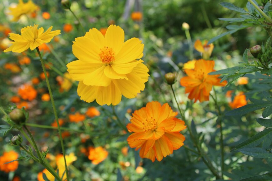 Uladzimir Tsarou/shutterstock.com