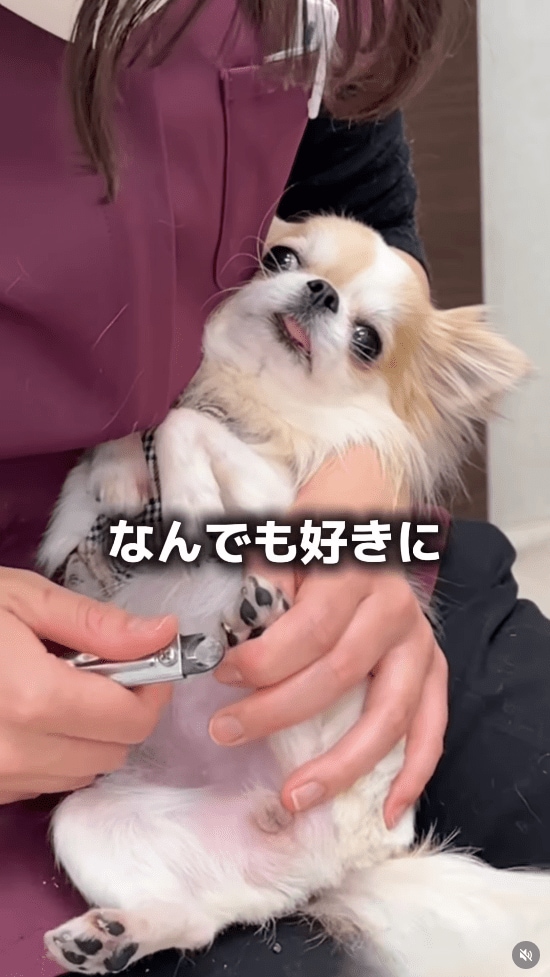 @idea_animal_hospital